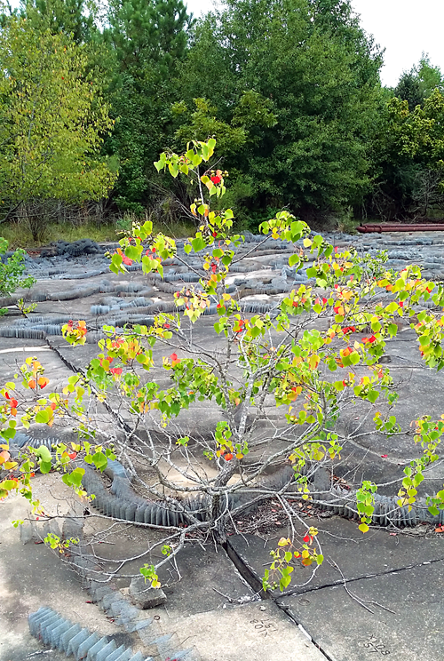 "Back to nature" after many decades, snapshot is early autumn 2015.
